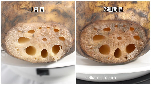 ラップとポリ袋に入れて保存するれんこんの切り口1日目と2週間目