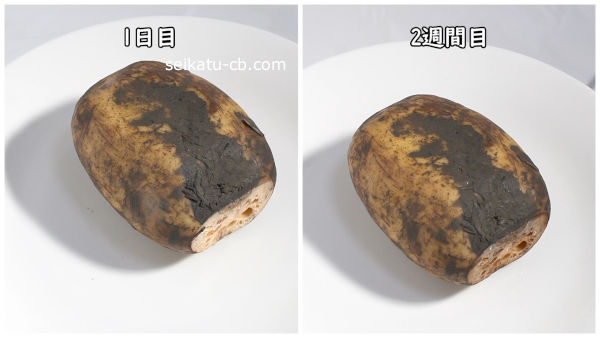 れんこんをラップとポリ袋に入れて冷蔵保存1日目と2週間目