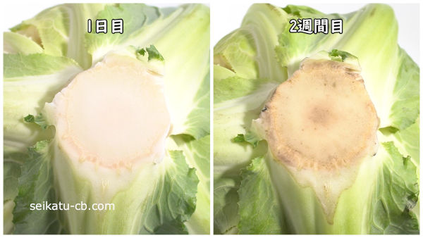 3重に包んで常温で保存したカリフラワーの芯1日目と2週間目