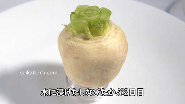 ��˿��������ʤӤ�����2����