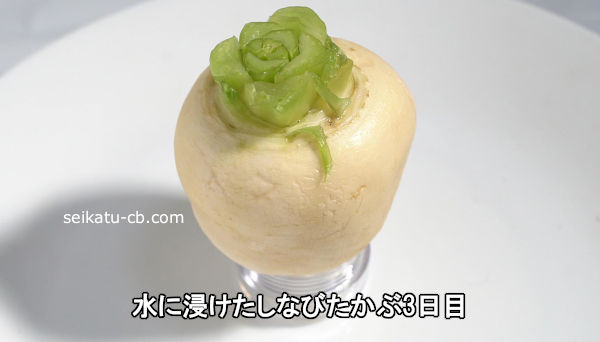 ��˿��������ʤӤ�����3����