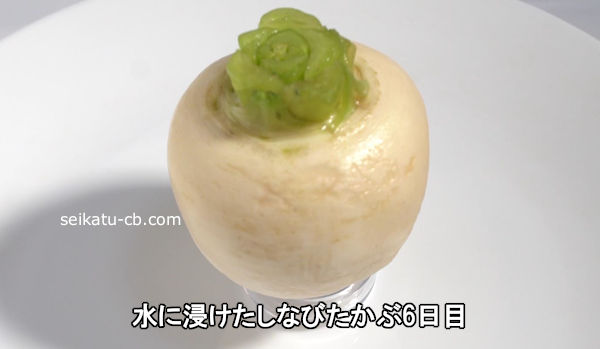 ��˿��������ʤӤ�����6����