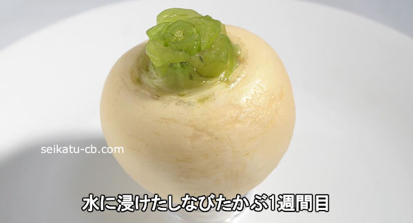 ��˿��������ʤӤ�����7����