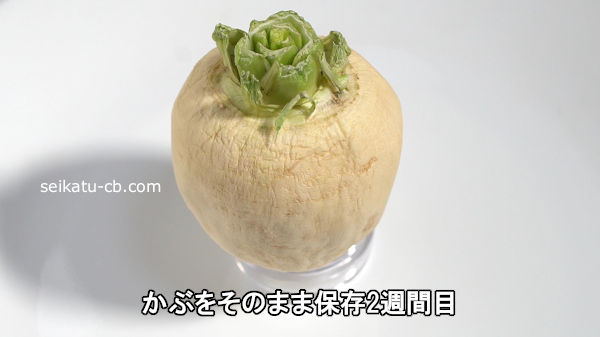 ���֤򤽤Τޤ���¸2������