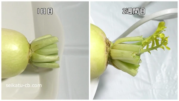 ��ڼ�����¸�����纬��1���ܤ�2�����ܤ��դ���Ĺ