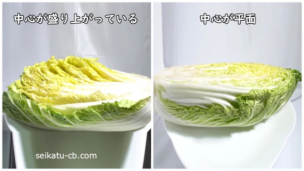 断面が盛り上がったカット白菜と断面が平面なカット白菜