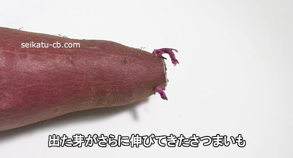 �Ф��꤬����˿��ӤƤ������Ĥޤ���