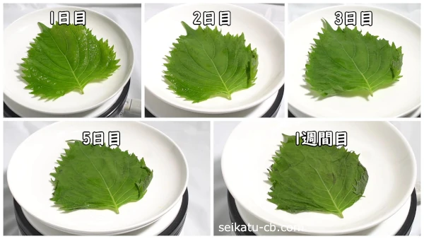 ���դ�ݥ��ޤ��������¢��¸1���ܤ���1������