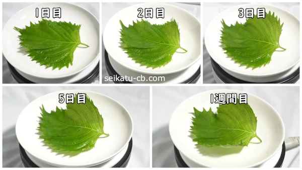 ���դη�����˿�������¢��¸1���ܤ���1������