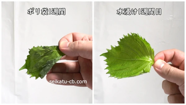 �ݥ��ޤ������1�����ܤΤ��ʤӤ����դȡ���˿�����1�����ܤΥϥ�Τ�������