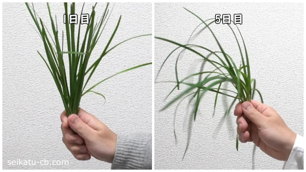 濡れたキッチンペーパーで包んで野菜室で保存したニラの1日目と5日目のハリの変化