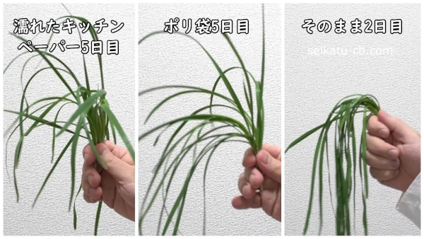 それぞれの保存方法で5日間保存したニラのハリを比較