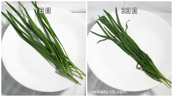 そのまま野菜室で保存したニラ1日目と5日目