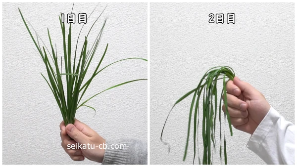 そのまま野菜室で保存したニラの1日目と5日目のハリの変化