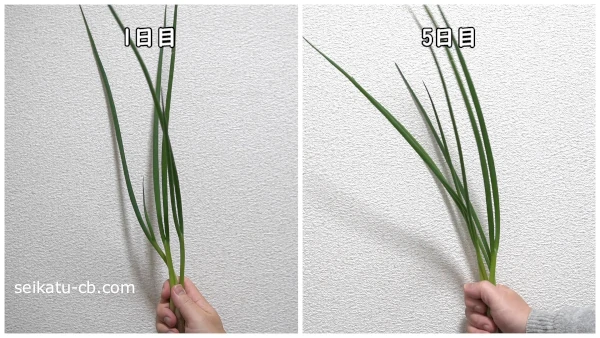 �ݥ��ޤ��������¢��¸�����٤ͤ��μ�˻��ä��Ȥ���1���ܤ�5���ܤΰ㤤