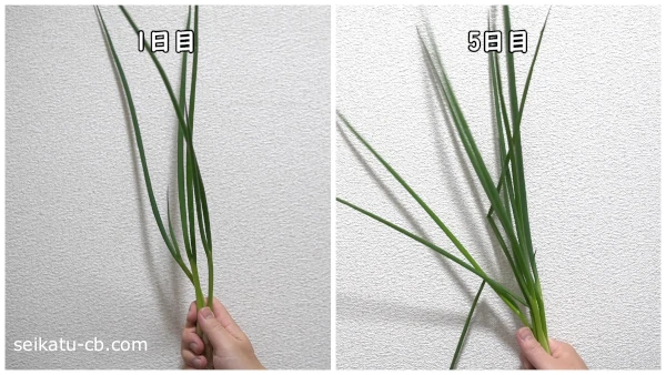 ���å���ڡ��ѡ���������¢��¸�����٤ͤ��μ�˻��ä��Ȥ���1���ܤ�5���ܤΰ㤤