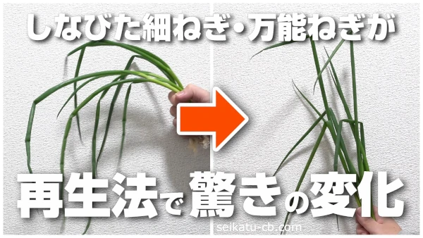 ���ʤӤ��٤ͤ�����ǽ�ͤ��������˸��̤�ˤʤ�Ρ�������ˡ������ˡ��������Ƥߤ�