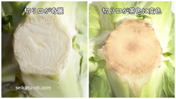 切り口が白と茶色のカリフラワーを比較