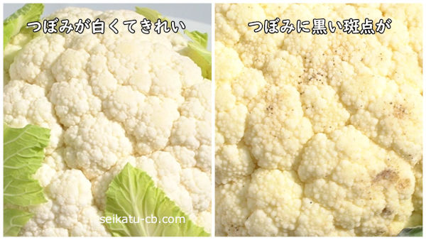 つぼみが奇麗なカリフラワーとつぼみに黒い斑点のあるカリフラワー