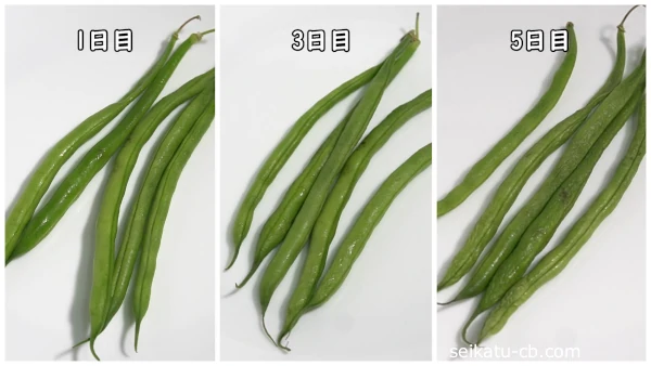 そのまま冷蔵保存したさやいんげんの5日目までの見た目の変化
