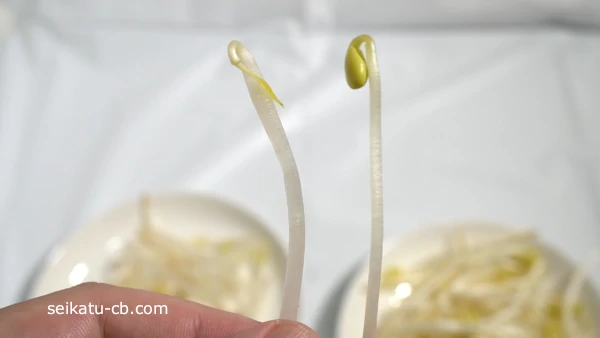 緑豆もやしと大豆もやしの太さの違い