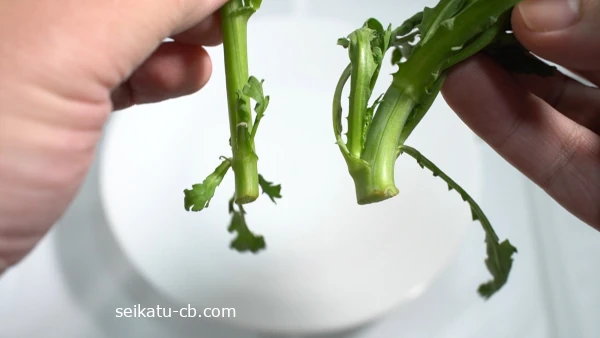 茎の細い春菊と太い春菊の太さを比較