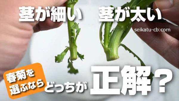 茎の細い春菊と太い春菊、選ぶならどっちが正解?実際に食べ比べてみたら意外な事実が!