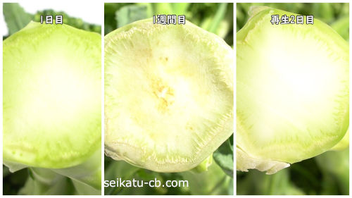 �֥��å��꡼�οĤν�����1���֤��Ⱥ���2���ܤ����