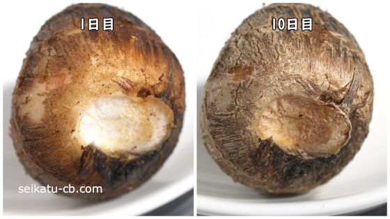 常温で保存した里芋の断面の1日目と10日目の違い