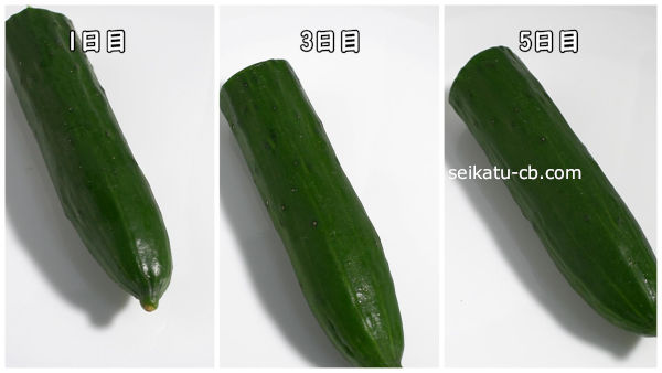キッチンペーパーとラップで包んで保存したカットしたきゅうり1日目と3日目と5日目
