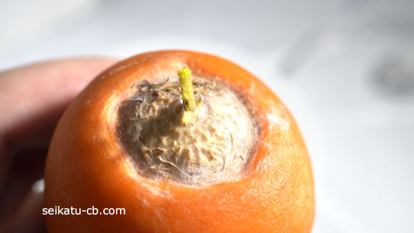 �������򥫥Ӥ��Ϥ����ˤ󤸤�