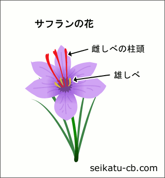 サフランの花