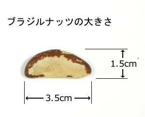 �֥饸��ʥå�1�Ĥ��礭��