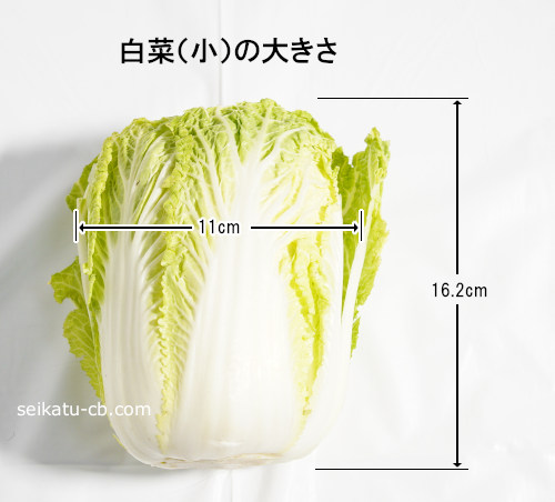 小（S）サイズの白菜の大きさ