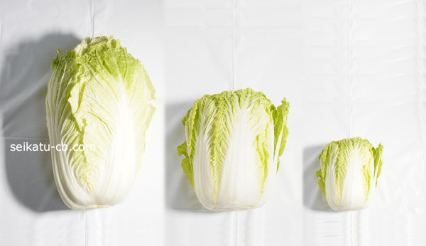 大（L）、中（M）、小（S）の白菜の画像