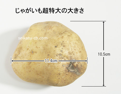 超特大(3L)サイズのじゃがいも1個の大きさ