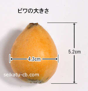 �ӥ�1�Ĥ��礭��