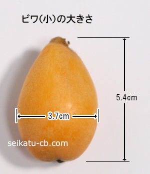 �ӥﾮ1�Ĥ��礭��