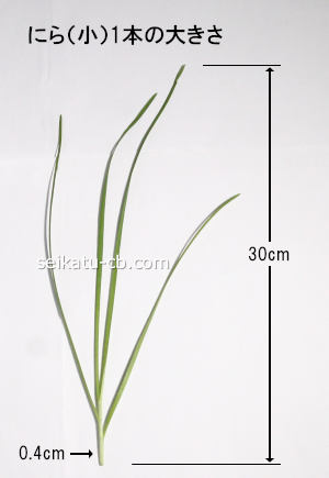 �˥�ʾ���1«���礭��