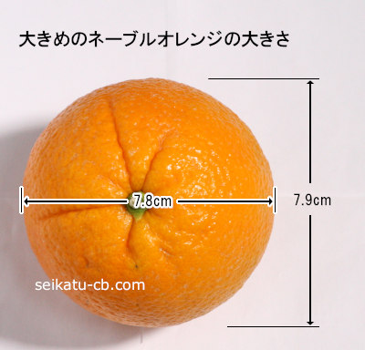 ネーブルオレンジ（大）1個の大きさ