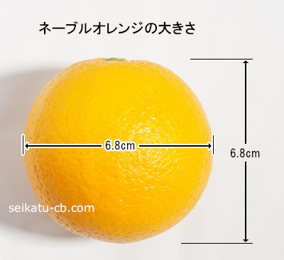 ネーブルオレンジ1個の大きさ
