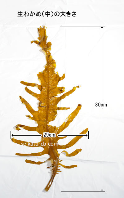 �極���������狼��1�ܤ��礭��