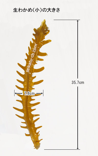 �������������狼��1�ܤ��礭��