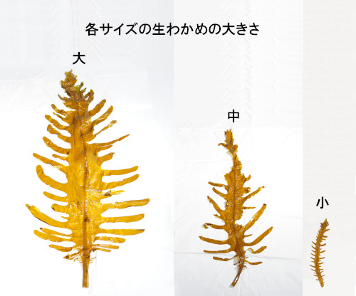 �ƥ����������狼��1�ܤ��礭��