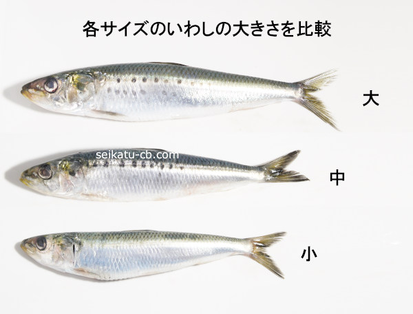 �ƥ������Τ��路���礭�������