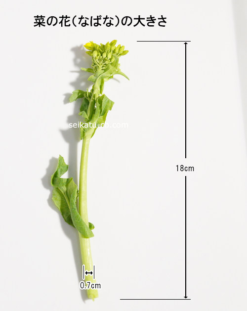 �ڤβ֡ʤʤФʡ�1�ܤ��礭��