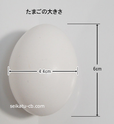 卵1個の大きさ