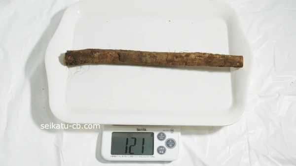 ���ܤ�30cm�νŤ���121g