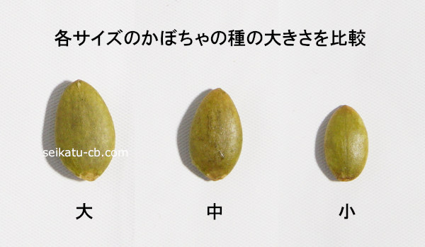 かぼちゃの種を大、中、小の順に並べて大きさ比較