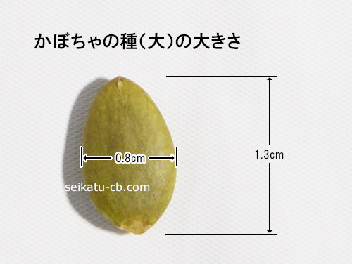 大きなかぼちゃの種1粒の大きさ